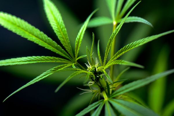 Top 5 critères pour choisir du CBD en ligne de qualité